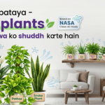 NASA ne bataya -ye 10 plants ghar ki hawa ko shuddh karte hain